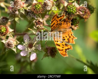Komma-Schmetterling im Frühjahr zur Fütterung von Brombeerpflanzen. Polygonia c-Album. Stockfoto