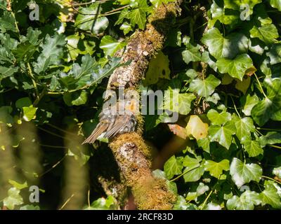 Juvenile Robin, junges europäisches Robin alias Erithacus rubecula. Immer noch flauschig. Stockfoto