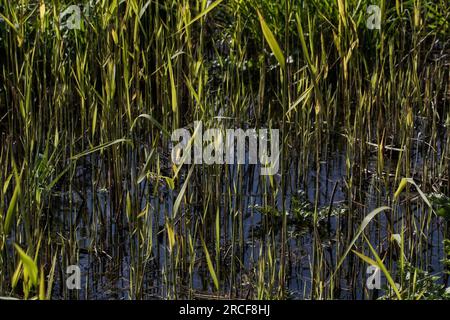 Fantastische Aufnahmen von Natur und Flora und Fauna Stockfoto