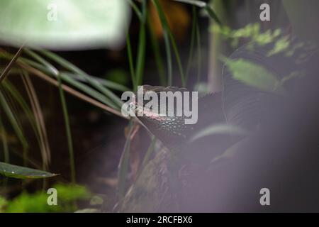 Wunderschöne Aufnahmen der Natur und der Tiere, aufgenommen mit einer Kamera Stockfoto