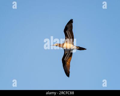 Ein erwachsener brauner Sprössling, Sula leucogaster, in der Nähe von Coiba Island, Panama. Stockfoto