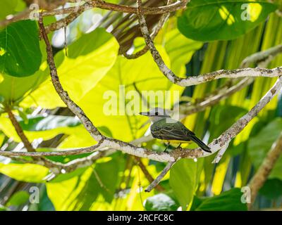 Erwachsener tropischer Königsvogel, Tyrannus melancholicus, hoch oben in einem Baum auf Coiba Island, Panama. Stockfoto