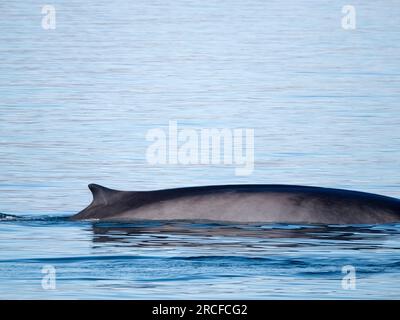 Ausgewachsener Flossenwal, Balaenoptera physalus, vor der Isla San Jose, Baja California Sur, Mexiko. Stockfoto