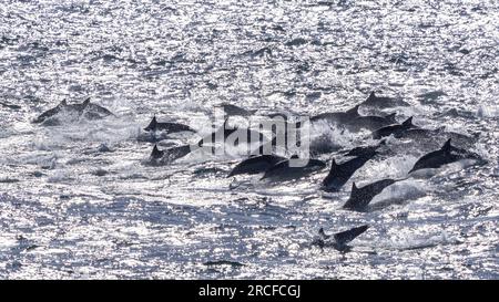 Delphine, Delphinus delphis, Springen im San Jose Channel, Baja California Sur, Mexiko. Stockfoto