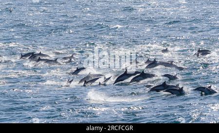 Delphine, Delphinus delphis, Springen im San Jose Channel, Baja California Sur, Mexiko. Stockfoto