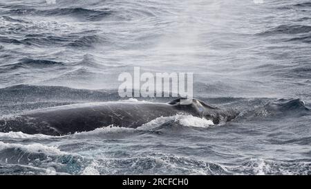 Ausgewachsener männlicher Buckelwal, Megaptera novaeangliae, Wettkampfkapsel, San Jose del Cabo, Baja California Sur, Mexiko. Stockfoto