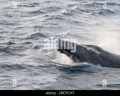 Ausgewachsener männlicher Buckelwal, Megaptera novaeangliae, Wettkampfkapsel, San Jose del Cabo, Baja California Sur, Mexiko. Stockfoto