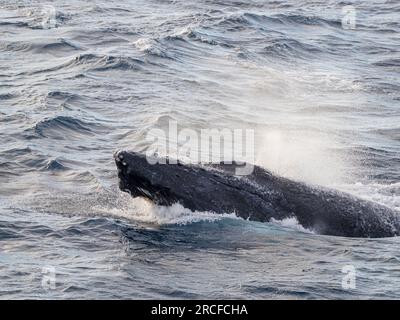 Ausgewachsener männlicher Buckelwal, Megaptera novaeangliae, Wettkampfkapsel, San Jose del Cabo, Baja California Sur, Mexiko. Stockfoto