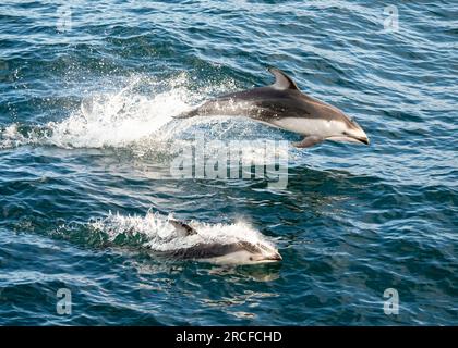 Erwachsene pazifische Weißweindelfine, Lagenorhynchus obliquidens, springen auf der pazifischen Seite von Baja California. Stockfoto