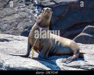 Erwachsene Frau, kalifornischer Seelöwe, Zalophus californianus, mit Netz um den Hals, Baja California, Mexiko. Stockfoto