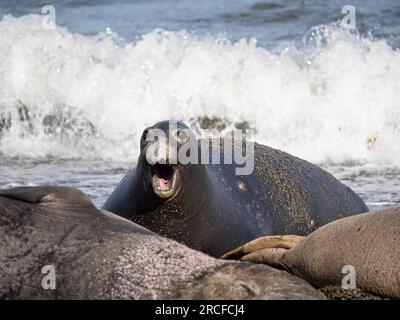 Junge nördliche Elefanten, Mirounga angustirostris, Benito del Oeste Island, Baja California, Mexiko. Stockfoto