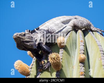 Ausgewachsener Stachelschwanz-Leguan, Ctenosaura conspicuosa, auf Cardon cactus, Isla San Esteban, Baja California, Mexiko. Stockfoto