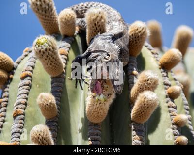 Ausgewachsener Stachelschwanz-Leguan, Ctenosaura conspicuosa, Fütterung von Kardon-Kaktusblüte, Isla San Esteban, Baja California. Stockfoto