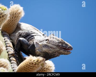 Ausgewachsener Stachelschwanz-Leguan, Ctenosaura conspicuosa, Fütterung von Kardon-Kaktusblüte, Isla San Esteban, Baja California. Stockfoto