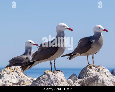 Erwachsene Heermannmöwen, Larus heermanni, hoch oben in der Zuchtkolonie auf der Isla Rasa, Baja California, Mexiko. Stockfoto