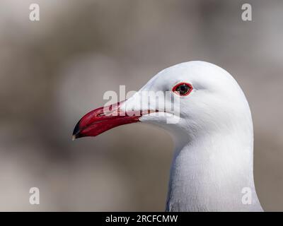 Erwachsener Heermannmöwe, Larus heermanni, Kopf in der Zuchtkolonie auf Isla Rasa, Baja California, Mexiko. Stockfoto