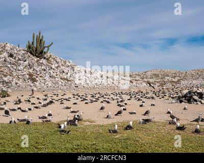 Erwachsene Heermannmöwe, Larus heermanni, auf Nestern in der Zuchtkolonie auf der Isla Rasa, Baja California, Mexiko. Stockfoto