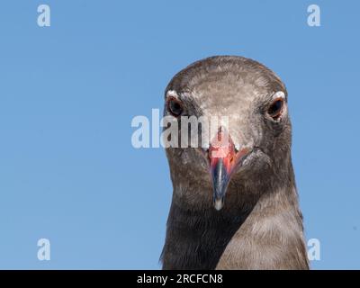 Jungmöwe Heermann, Larus heermanni, Kopfaufstellung in der Zuchtkolonie auf Isla Rasa, Baja California, Mexiko. Stockfoto