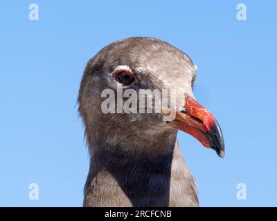 Jungmöwe Heermann, Larus heermanni, Kopfaufstellung in der Zuchtkolonie auf Isla Rasa, Baja California, Mexiko. Stockfoto