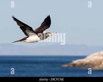 Erwachsener brauner Booby, Sula leucogaster, im Flug nahe Isla San Pedro Martir, Baja California, Mexiko. Stockfoto