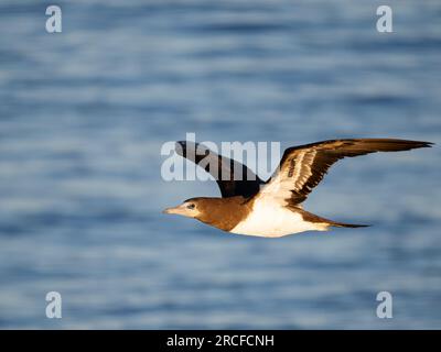 Erwachsener brauner Booby, Sula leucogaster, im Flug nahe Isla San Pedro Martir, Baja California, Mexiko. Stockfoto