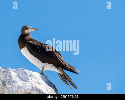 Brauner Erwachsenentaucher, Sula leucogaster, hoch oben auf der Isla San Pedro Martir, Baja California, Mexiko. Stockfoto