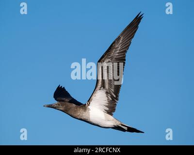 Juvenile Brown Booby, Sula leucogaster, im Flug nahe Isla San Pedro Martir, Baja California, Mexiko. Stockfoto