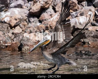 Juvenile Brown Pelican, Pelecanus occidentalis, im Flug nahe Isla San Pedro Martir, Baja California, Mexiko. Stockfoto