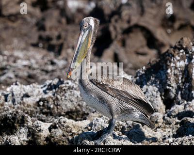 Juvenile Brown Pelican, Pelecanus occidentalis, Sonnenbaden auf der Isla Ildefonso, Baja California, Mexiko. Stockfoto