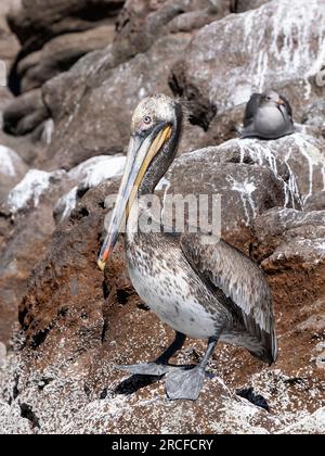 Juvenile Brown Pelican, Pelecanus occidentalis, Sonnenbaden auf der Isla San Pedro Martir, Baja California, Mexiko. Stockfoto