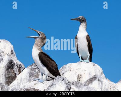 Ausgewachsene Blaufüßige Brüste, Sula nebouxii, sonnen sich in der Sonne auf der Isla Ildefonso, Baja California, Mexiko. Stockfoto