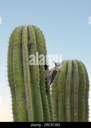 Erwachsene, weibliche Spechte mit Leiterrückenlehne, Dryobates scalaris, San Jose del Cabo, Baja California Sur, Mexiko. Stockfoto