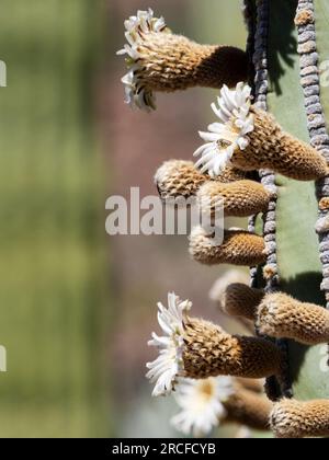 Cardon cactus, Pachycereus pringlei, blühende Details auf der Isla San Esteban, Baja California, Mexiko. Stockfoto