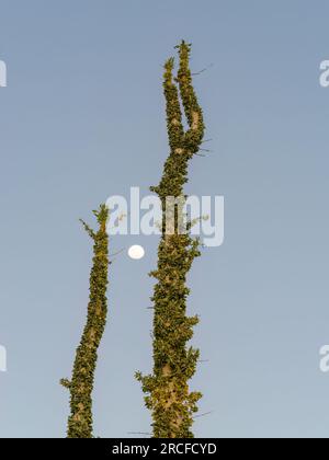 Boojum Tree oder Cirio, Fouquieria columnaris, in der Sonora-Wüste, Bahia de los Angeles, Baja California, Mexiko. Stockfoto