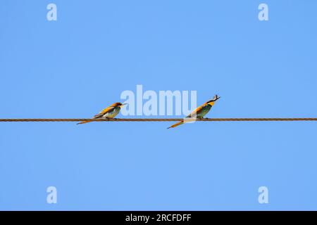 Bienenfresser-Vogel, der auf einem Ast steht Stockfoto