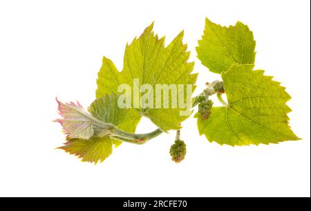 Jungrebe isoliert auf weißem Hintergrund Stockfoto