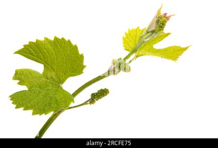 Jungrebe isoliert auf weißem Hintergrund Stockfoto