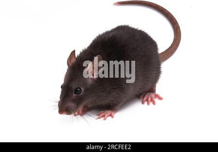 Ratte, die isoliert auf weißem Hintergrund Stockfoto