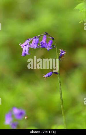 Nahaufnahme einiger Bluebells in Hackfall Forest North Yorkshire, England, Großbritannien. Stockfoto