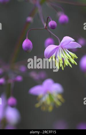 Makrobild einer chinesischen Wiesenstraße in einem Garten, County Durham, England, Großbritannien. Stockfoto