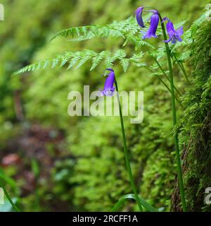 Nahaufnahme von einigen Bluebells und Farnen in Hackfall Forest North Yorkshire, England, Großbritannien. Stockfoto