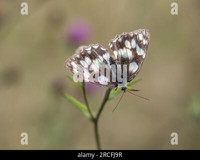 Marmorierter weißer Schmetterling alias Melanargia galathea auf violetter Knapweedblume alias centaurea Pflanze Stockfoto