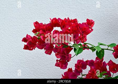 Blühende Bougainvillea (Bougainvillea glabra) in Ribeirao Preto, Sao Paulo, Brasilien Stockfoto