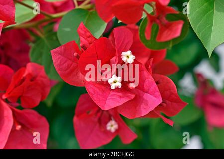 Blühende Bougainvillea (Bougainvillea glabra) in Ribeirao Preto, Sao Paulo, Brasilien Stockfoto