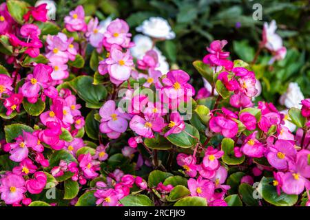 Fantastische Aufnahmen von Natur und Flora und Fauna Stockfoto