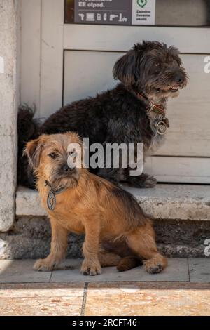 Zwei süße Terrier, 2 süße Hunde, die auf der Treppe des Ladens sitzen und darauf warten, dass ihr Besitzer zurückkommt, lustige süße Hunde, zwei Terrier, die auf den Besitzer auf der Treppe warten Stockfoto