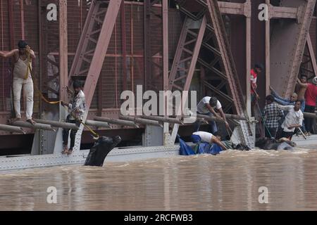 Neu-Delhi, Indien. 13. Juli 2023. Die Dorfbewohner retten ihre Büffel am Donnerstag, den 13. Juli 2023, aus den Überschwemmungen in der indischen Hauptstadt Neu-Delhi. Foto: Abhishek/UPI Kredit: UPI/Alamy Live News Stockfoto