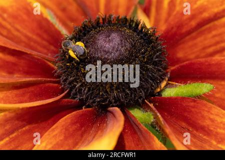 Extreme Nahaufnahme der Mitte einer schwarz-äugigen susan-Verwirrung mit einer winzigen süßen Biene, die Pollen sammelt, deren Beine mit Pollen bedeckt sind. Stockfoto