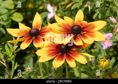 Drei isolierte Oberteile schwarzäugiger susan-Coneflowers mit leuchtend gelben und orangefarbenen Blüten, umgeben von einem leicht verschwommenen Hintergrund mit grünen Blättern Stockfoto