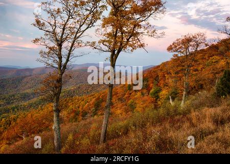 Herbstvormittag im Shenandoah-Nationalpark, Virginia, USA Stockfoto